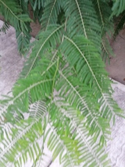 Vachellia campechiana