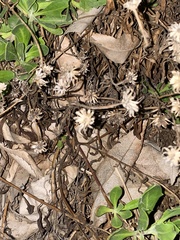 Asteroideae