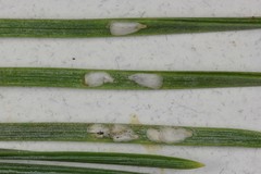 Chionaspis pinifoliae