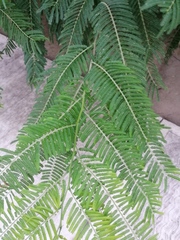 Vachellia campechiana