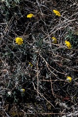 Erigeron linearis