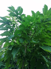 Roseodendron donnell-smithii