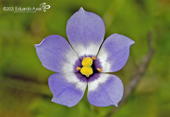 Eustoma exaltatum exaltatum