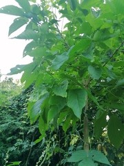 Roseodendron donnell-smithii