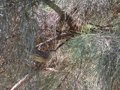 Setophaga coronata