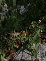 Tridax platyphylla