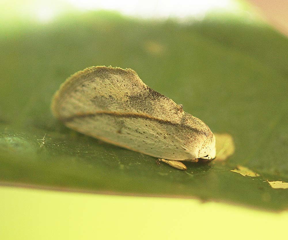 Urbona