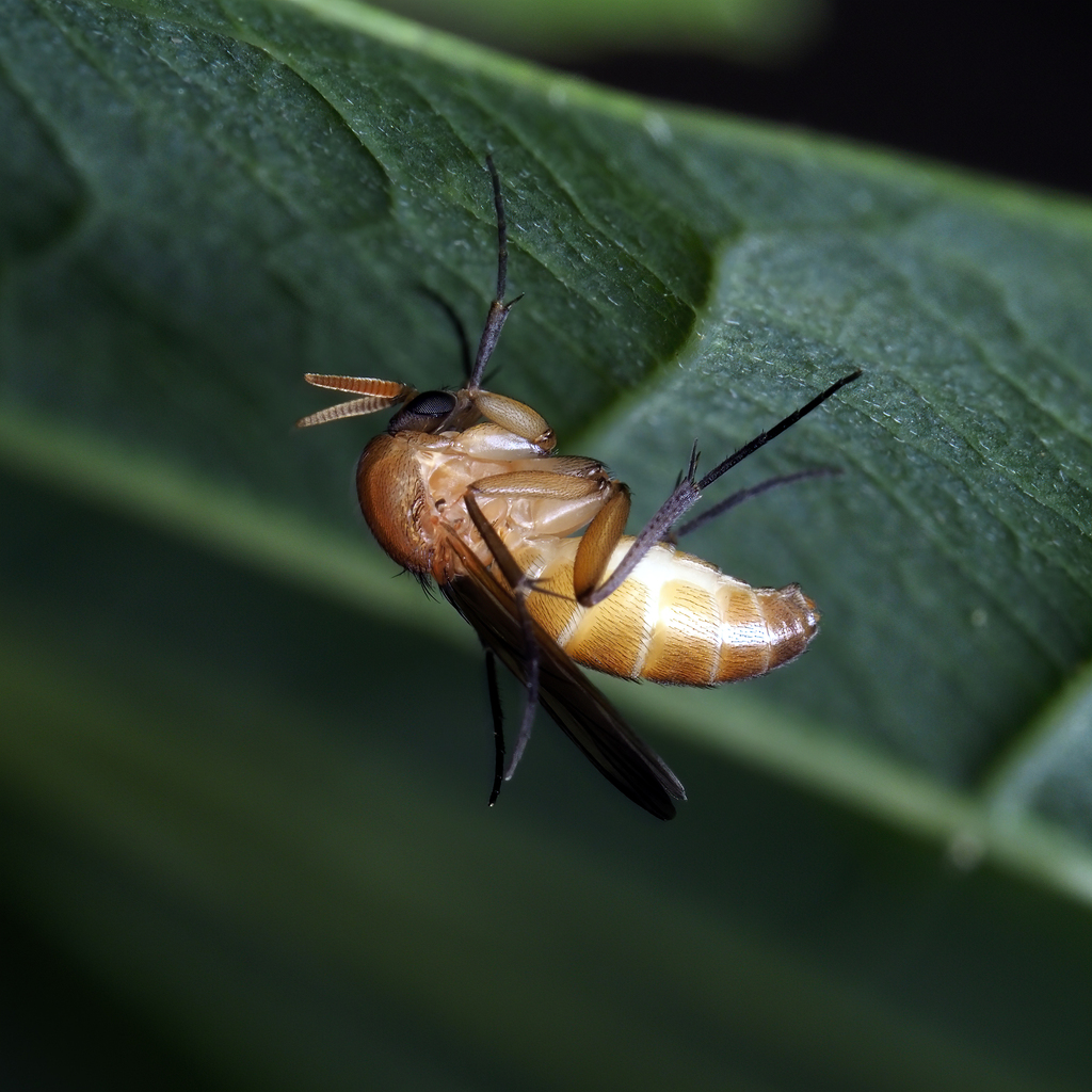 Megophthalmidia
