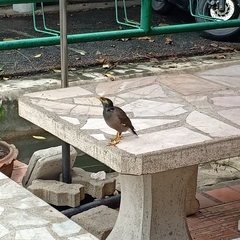 Acridotheres tristis