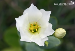 Eustoma exaltatum exaltatum