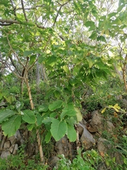 Hura polyandra