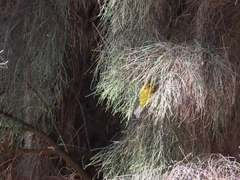 Cardellina pusilla