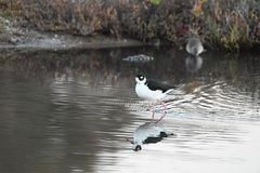 Himantopus mexicanus mexicanus