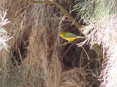 Cardellina pusilla