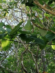 Hura polyandra