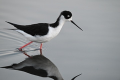 Himantopus mexicanus mexicanus