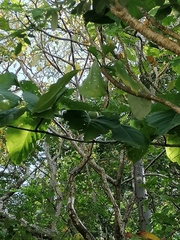 Hura polyandra