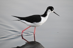 Himantopus mexicanus mexicanus