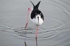 Himantopus mexicanus mexicanus