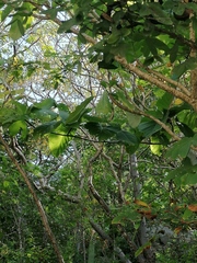 Hura polyandra