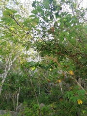 Hura polyandra