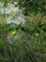 Hura polyandra