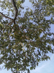 Coccoloba acapulcensis