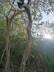 Coccoloba acapulcensis