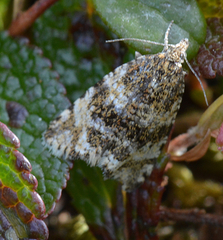 Olethreutes deprecatoria