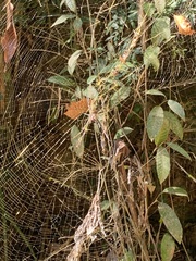 Trichonephila clavipes