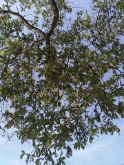 Coccoloba acapulcensis