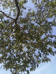 Coccoloba acapulcensis