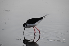 Himantopus mexicanus mexicanus
