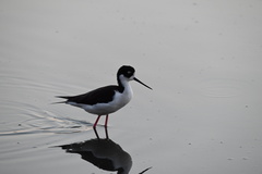 Himantopus mexicanus mexicanus