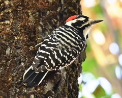 Dryobates nuttallii