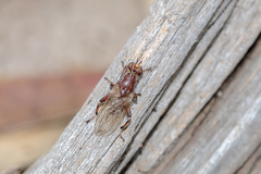 Tapeigaster nigricornis
