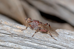 Tapeigaster nigricornis