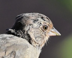 Melozone crissalis