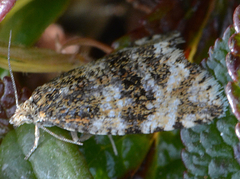 Olethreutes deprecatoria