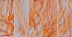 Calycina discreta