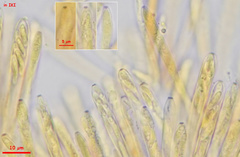 Calycina discreta