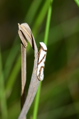 Oxythecta acceptella