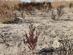 Suaeda calceoliformis