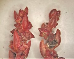 Suaeda calceoliformis