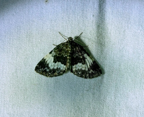 White-banded Carpet Moth