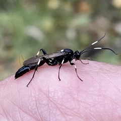 Stenichneumon militarius