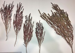 Suaeda calceoliformis