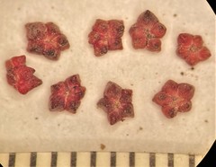 Suaeda calceoliformis