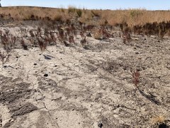 Suaeda calceoliformis