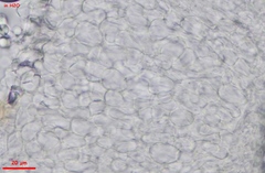 Calycina discreta